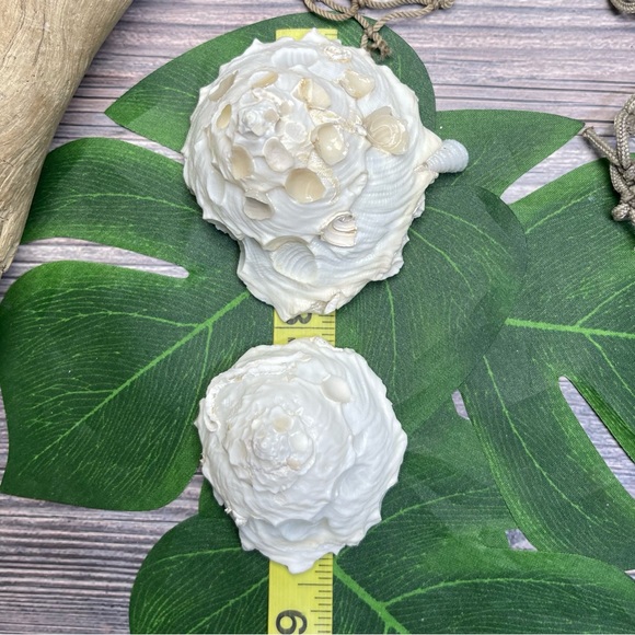 (2) RARE White Carrier Seashells Collector Shells Coastal Nautical Beach Decor - Picture 16 of 17